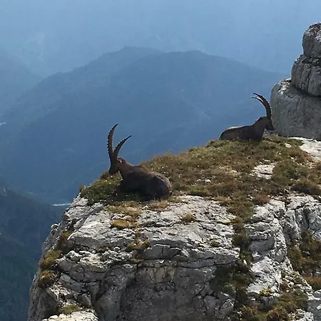 דירה Snezak בוהין